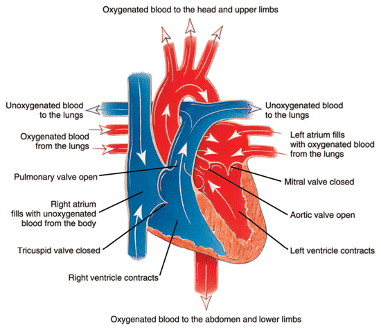The heart during contraction